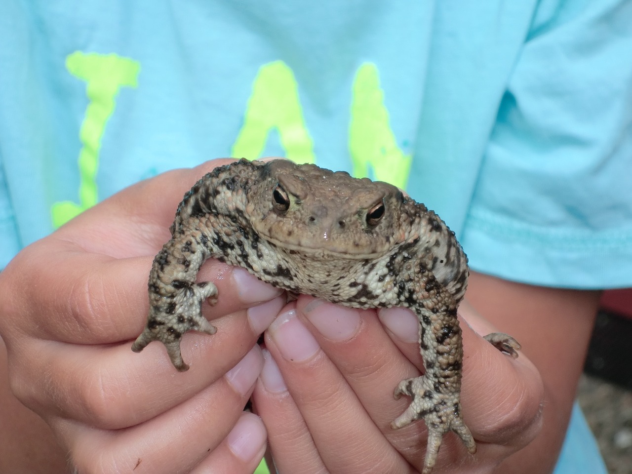 toad in hand child close free photo