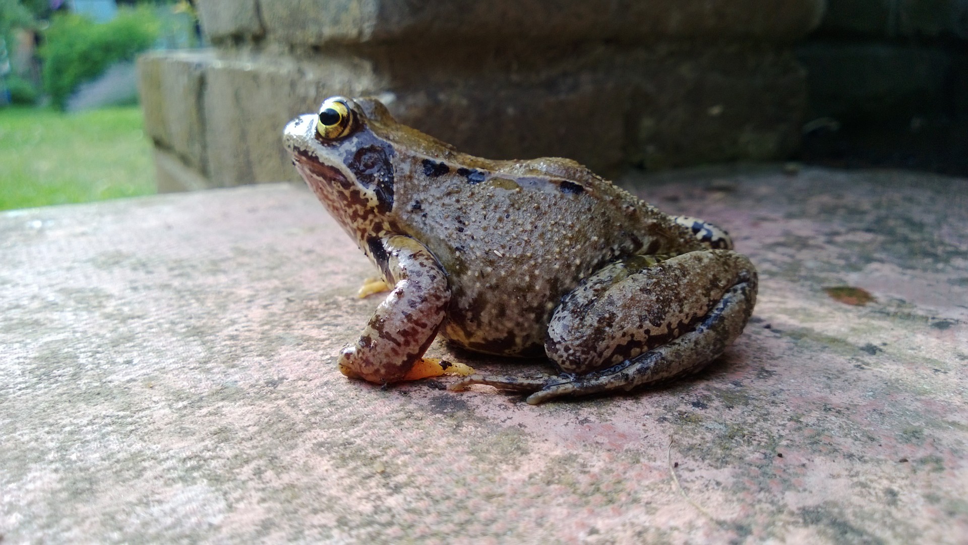 toad step frog free photo