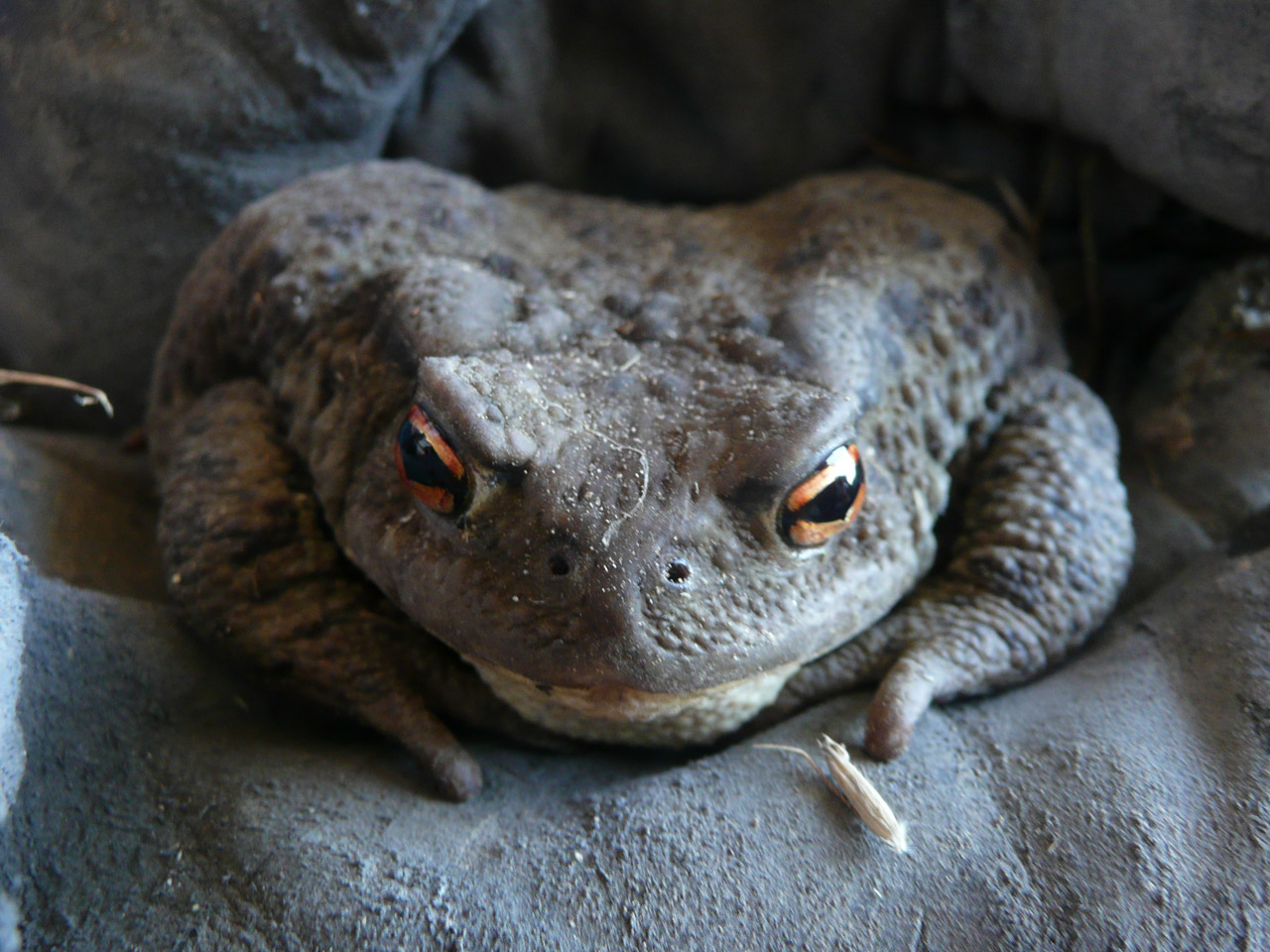 toad hand toad free photo