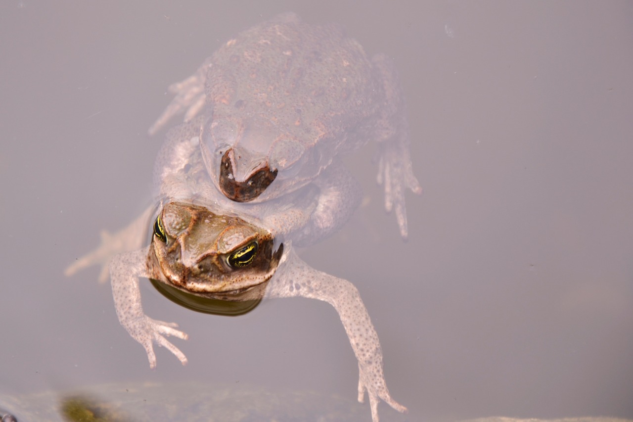 toads frog water free photo