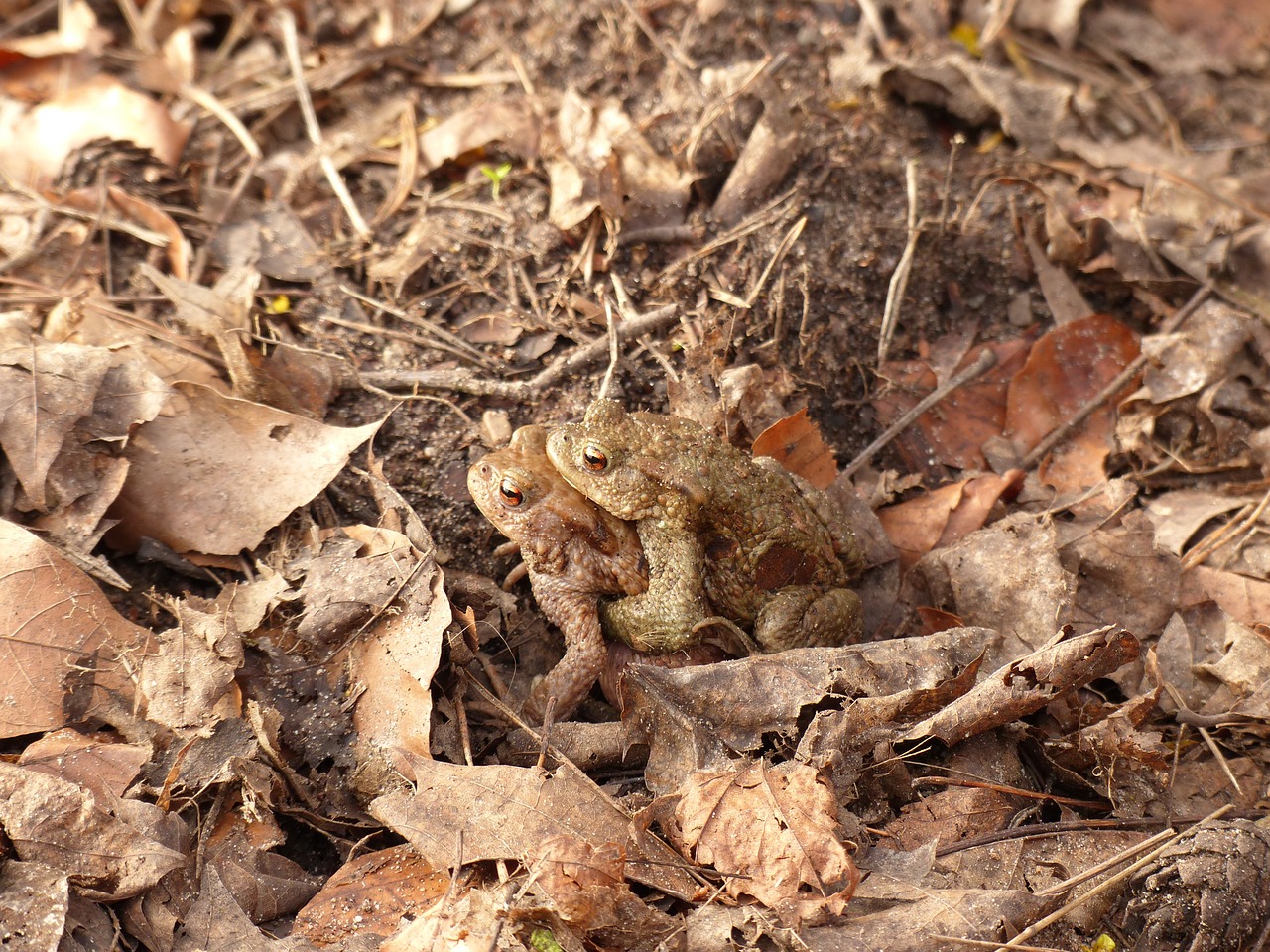 toads toad migration spring free photo
