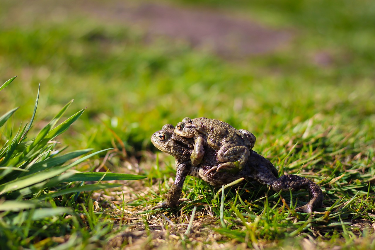 toads toad migration animal world free photo