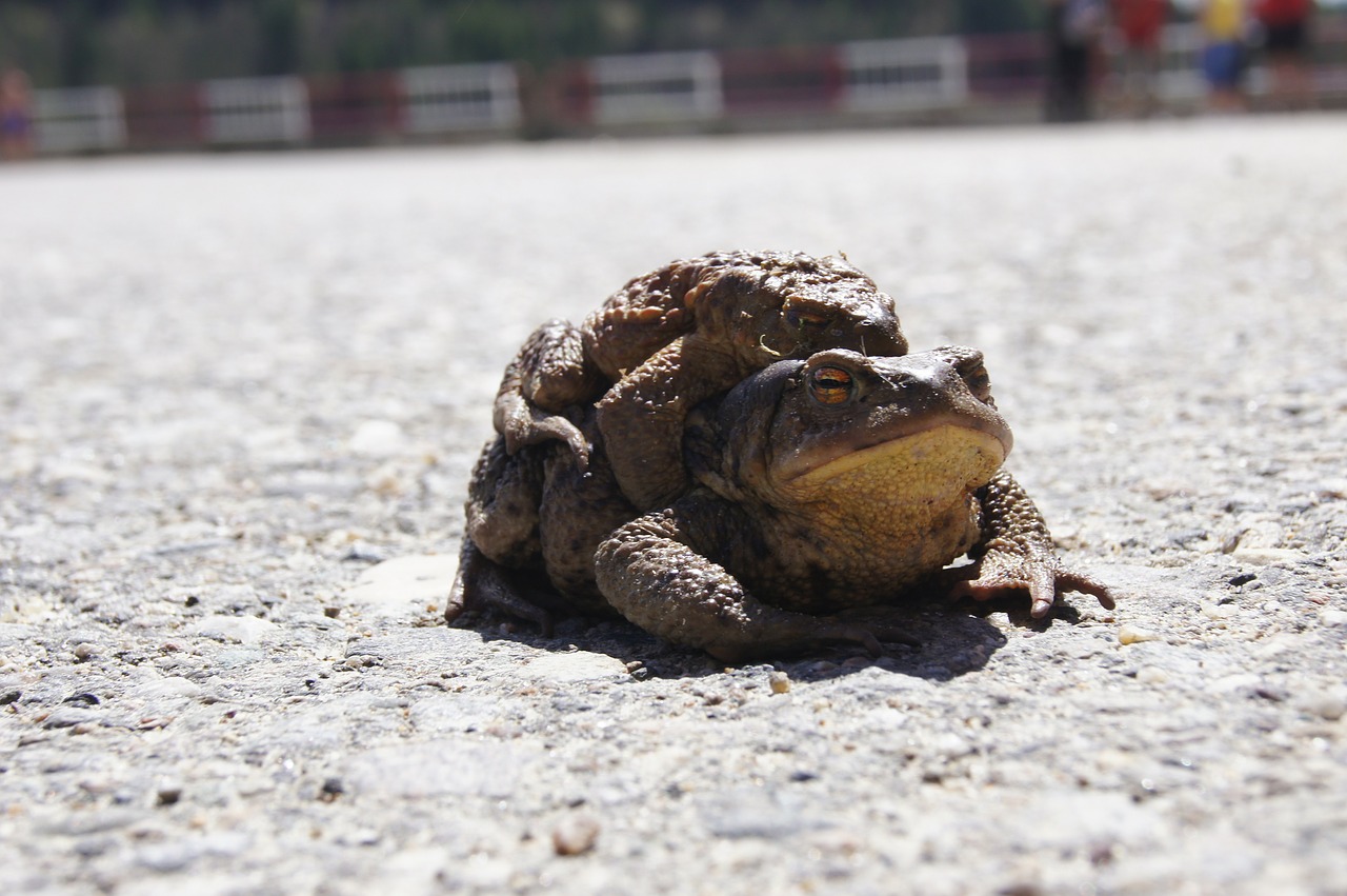 toads frog romania free photo