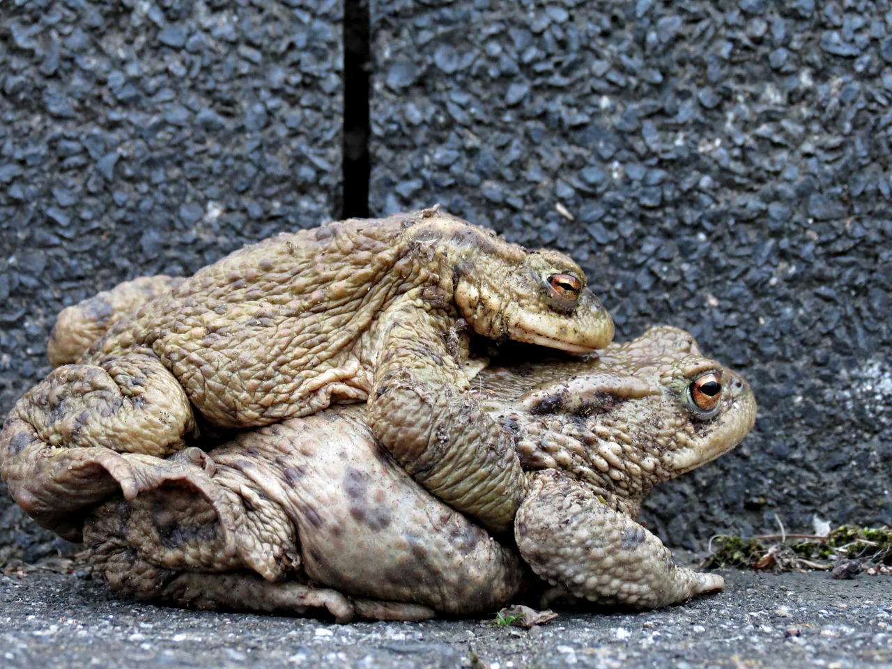 toads hike pair free photo