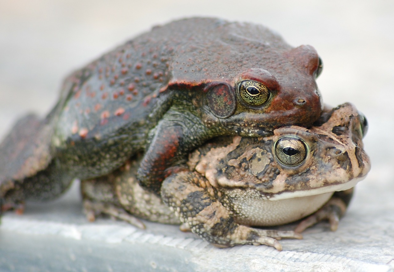 toads frogs mating free photo