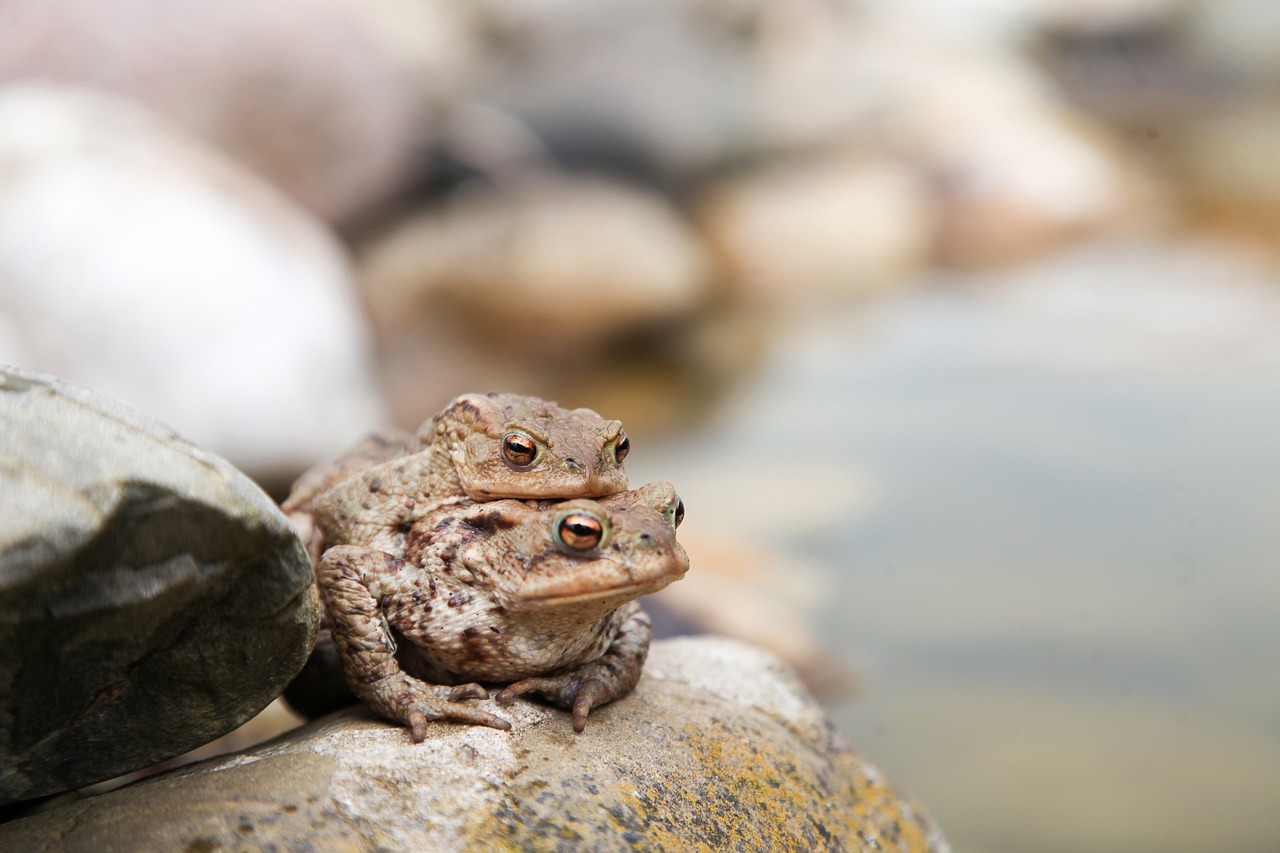 toads frog amphibians free photo