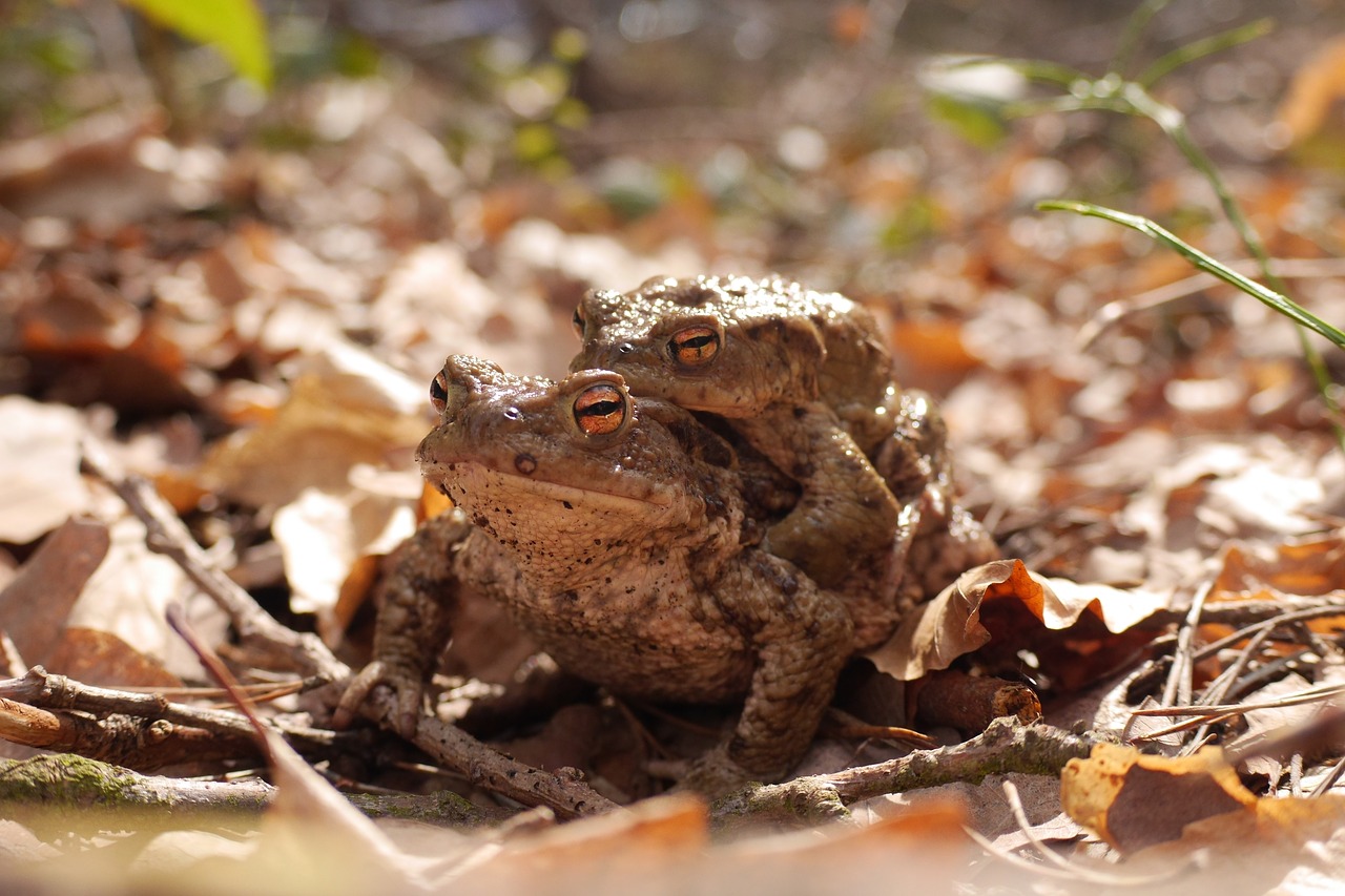 toads pairing pair free photo