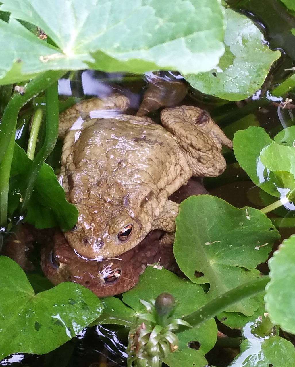 toads unken spawn free photo