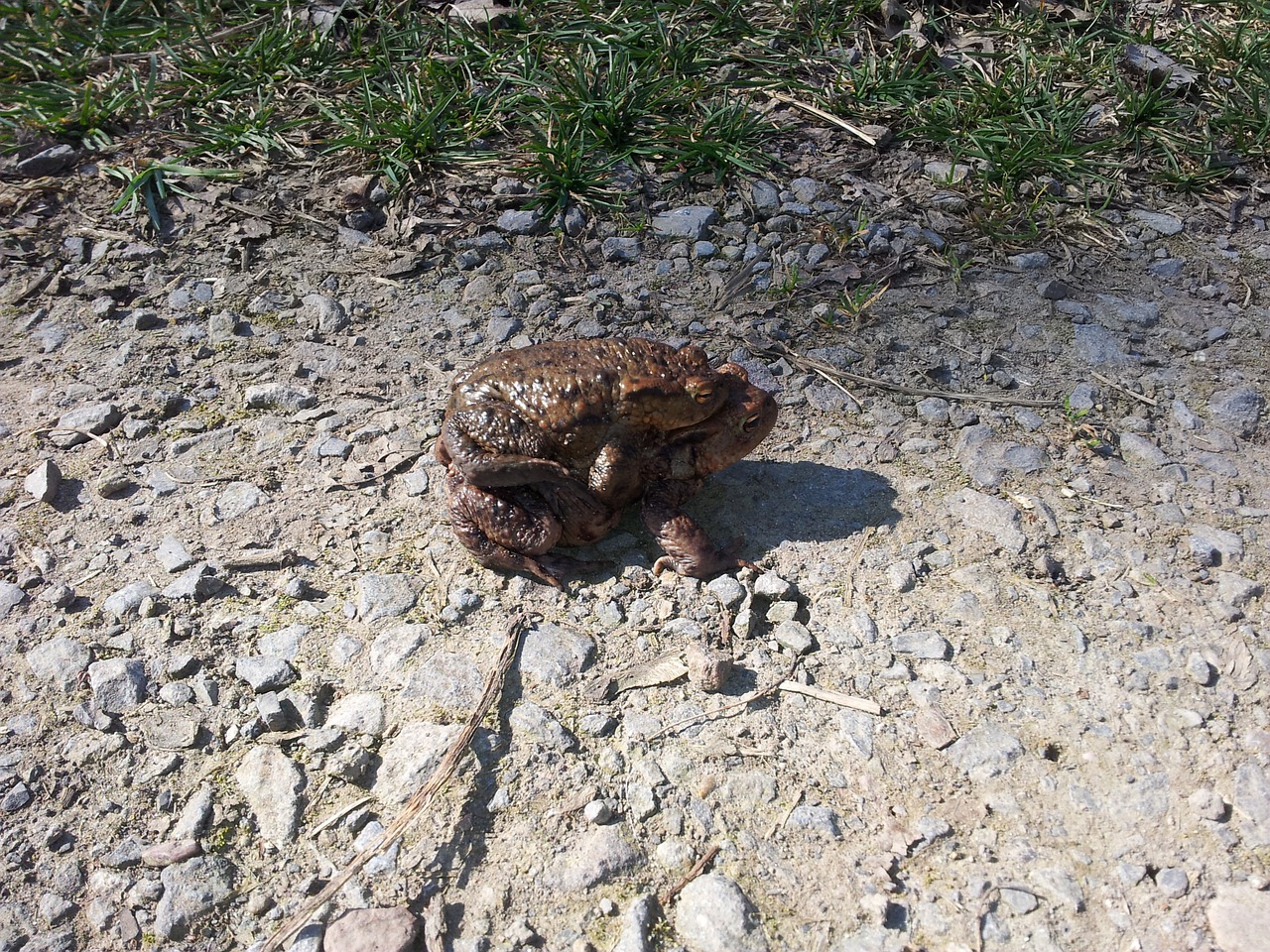 toads pairing frog free photo