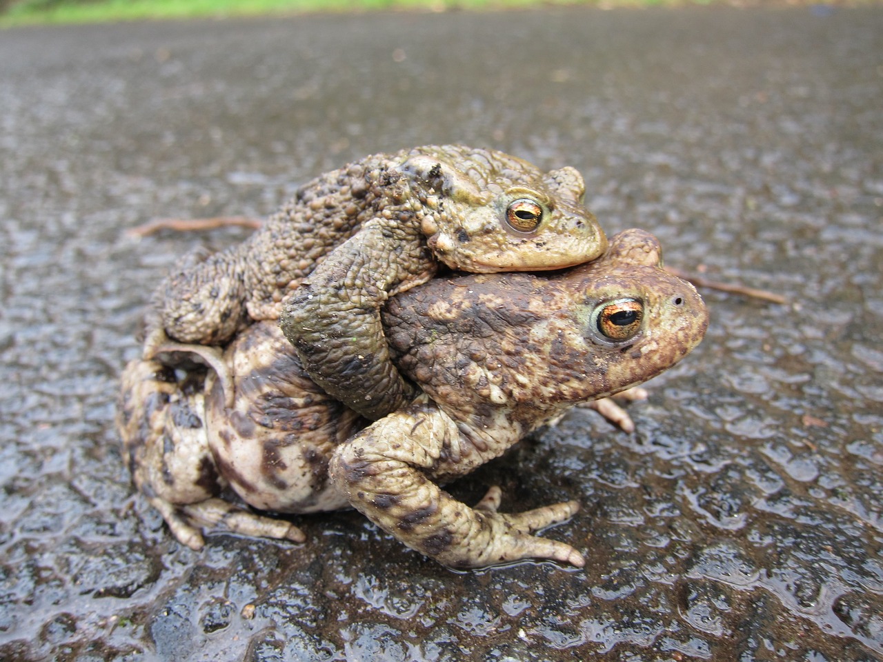 toads common mating free photo