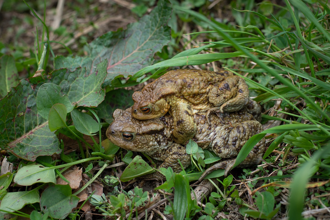 toads  frogs  nature free photo