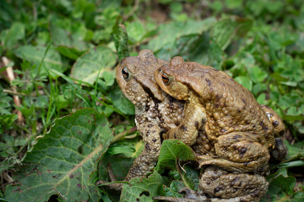 toads  nature  mating free photo