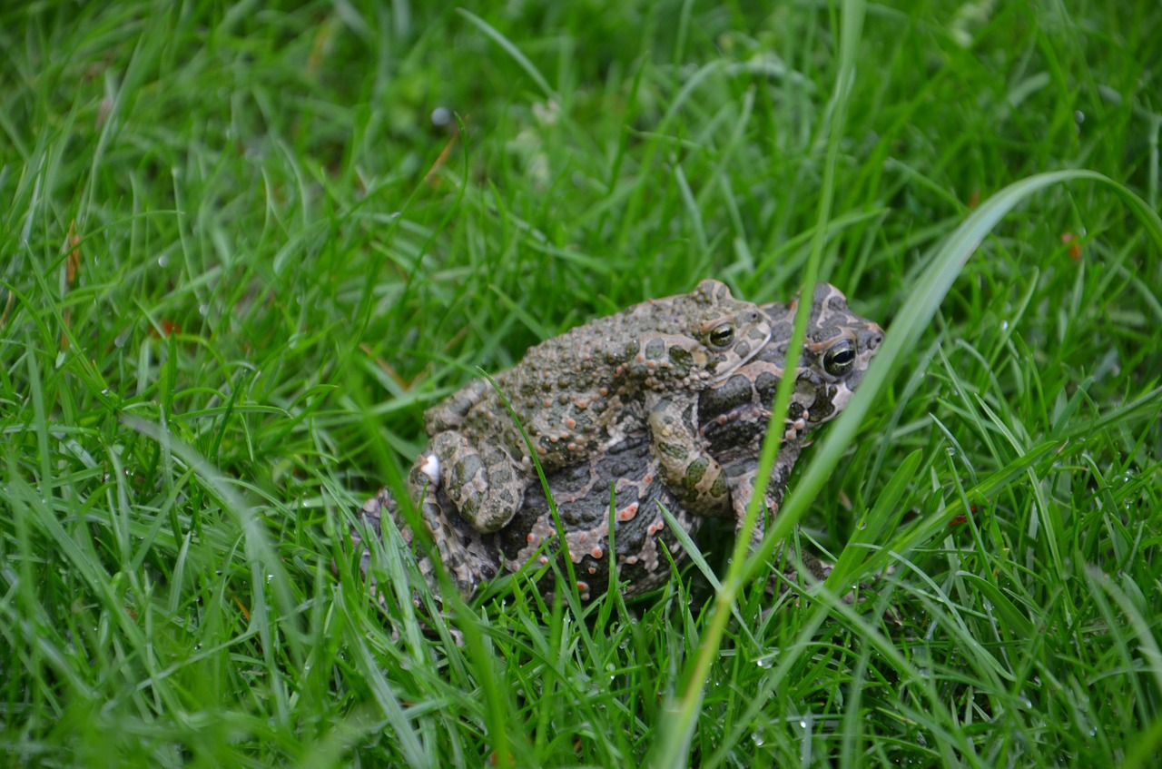 toads grass love free photo