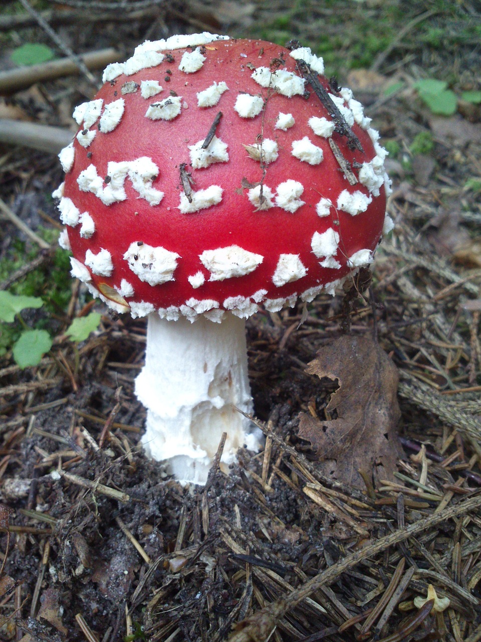 toadstool mushroom poisonous free photo