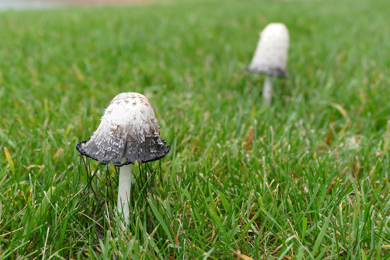 toadstool mushroom grass free photo