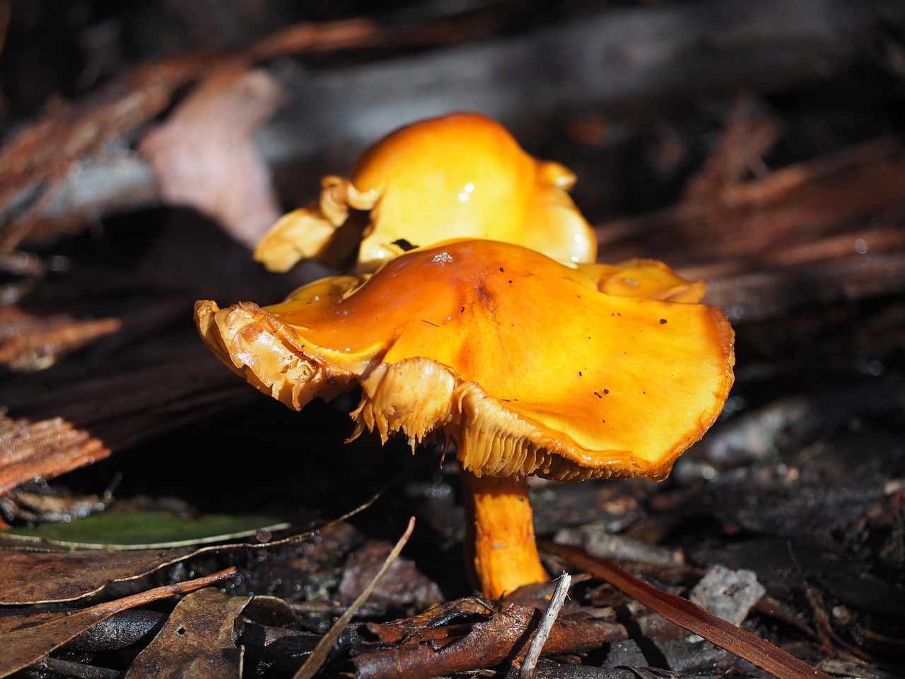 toadstool mushroom orange free photo