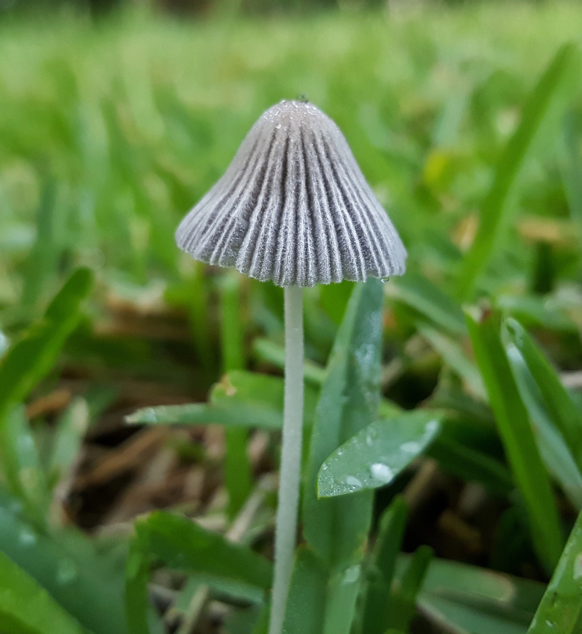 toadstool fungi fungus free photo