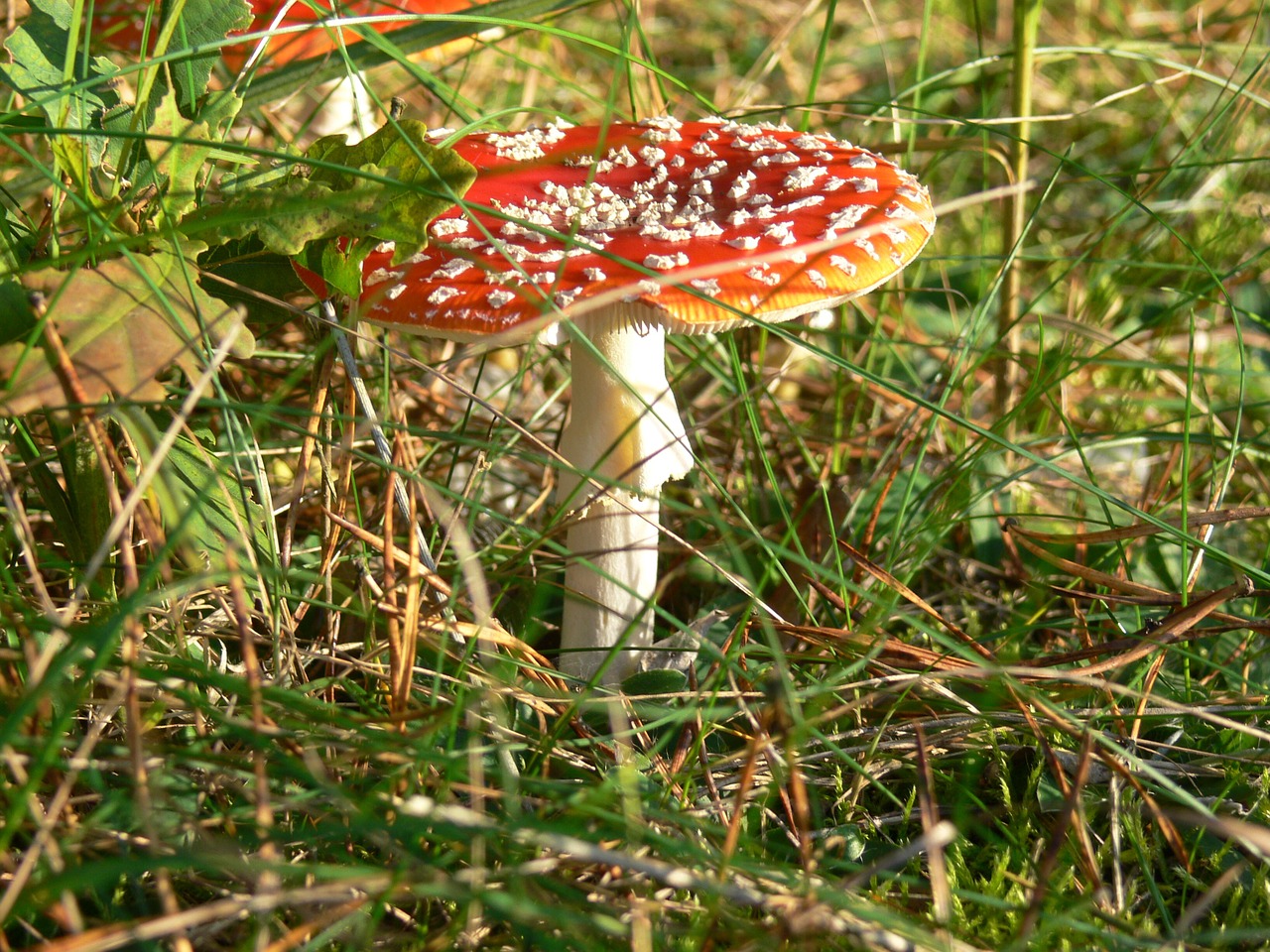 toadstool mushroom nature free photo