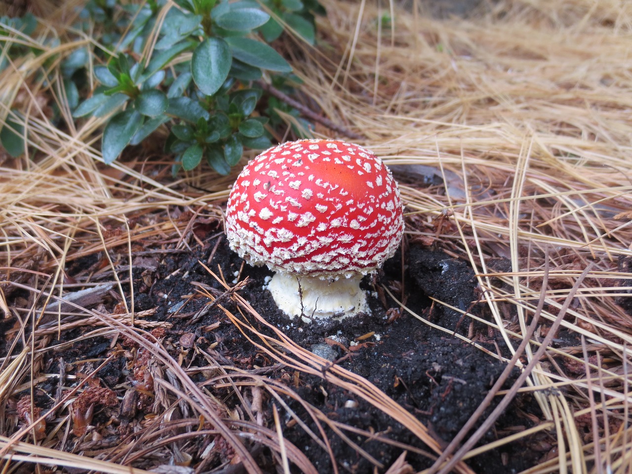 toadstool fungus autumn free photo