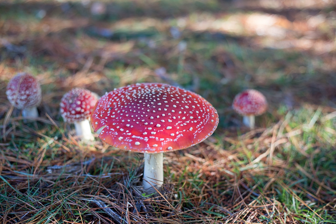 toadstool fantasy mushroom free photo