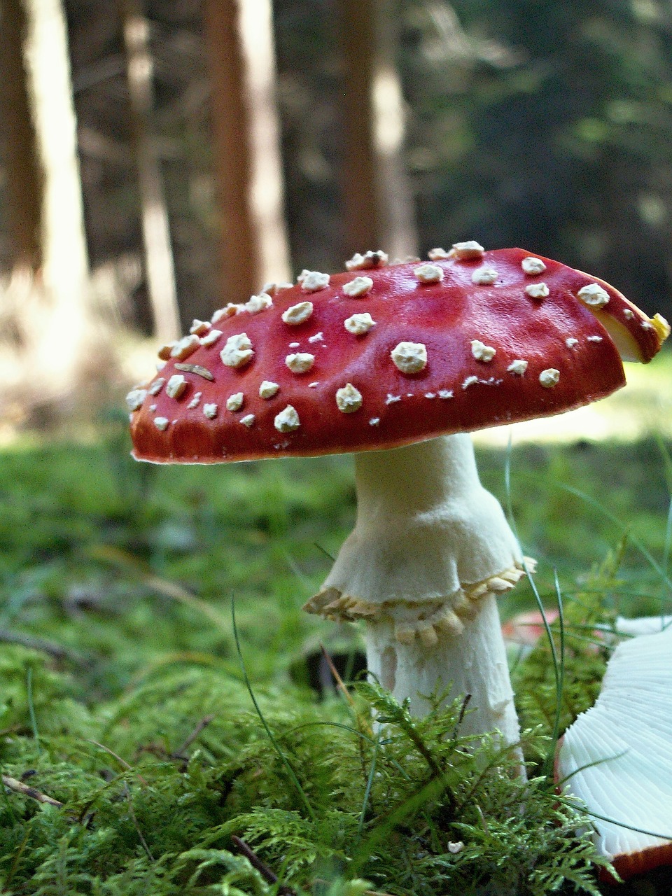 toadstool red toxic free photo