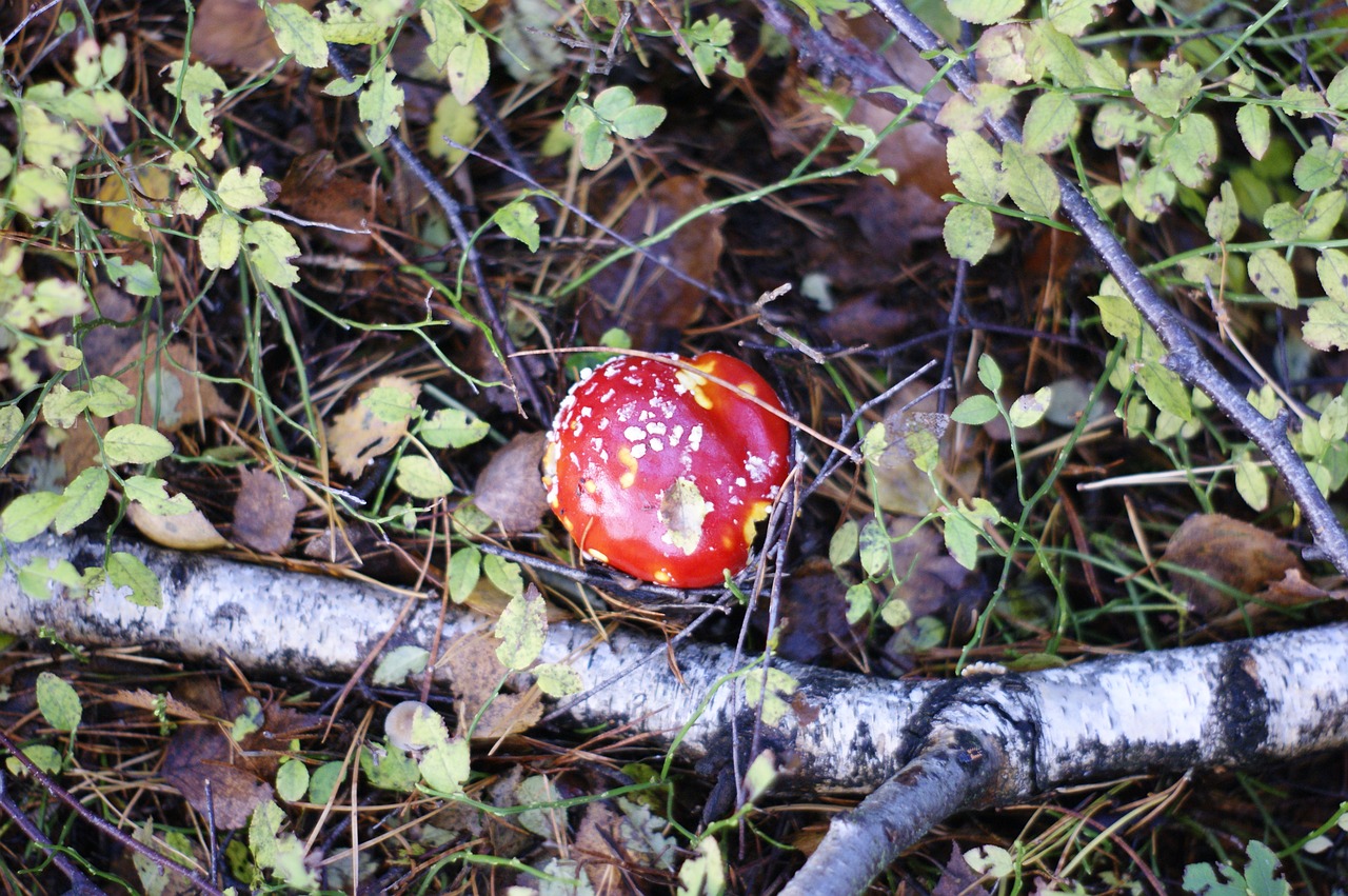 toadstool mushrooms forest free photo