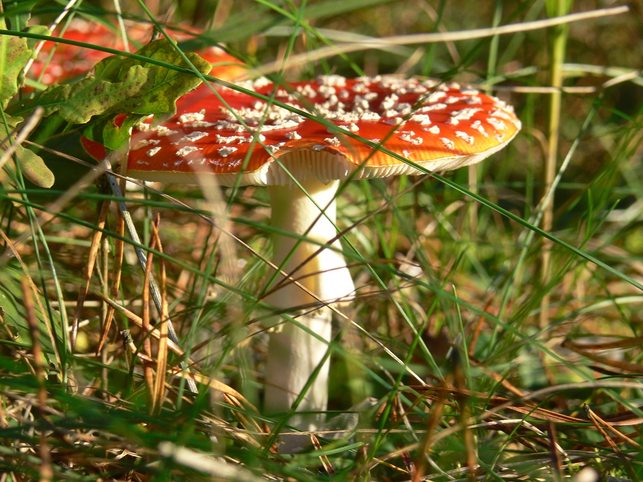 toadstool mushroom nature free photo