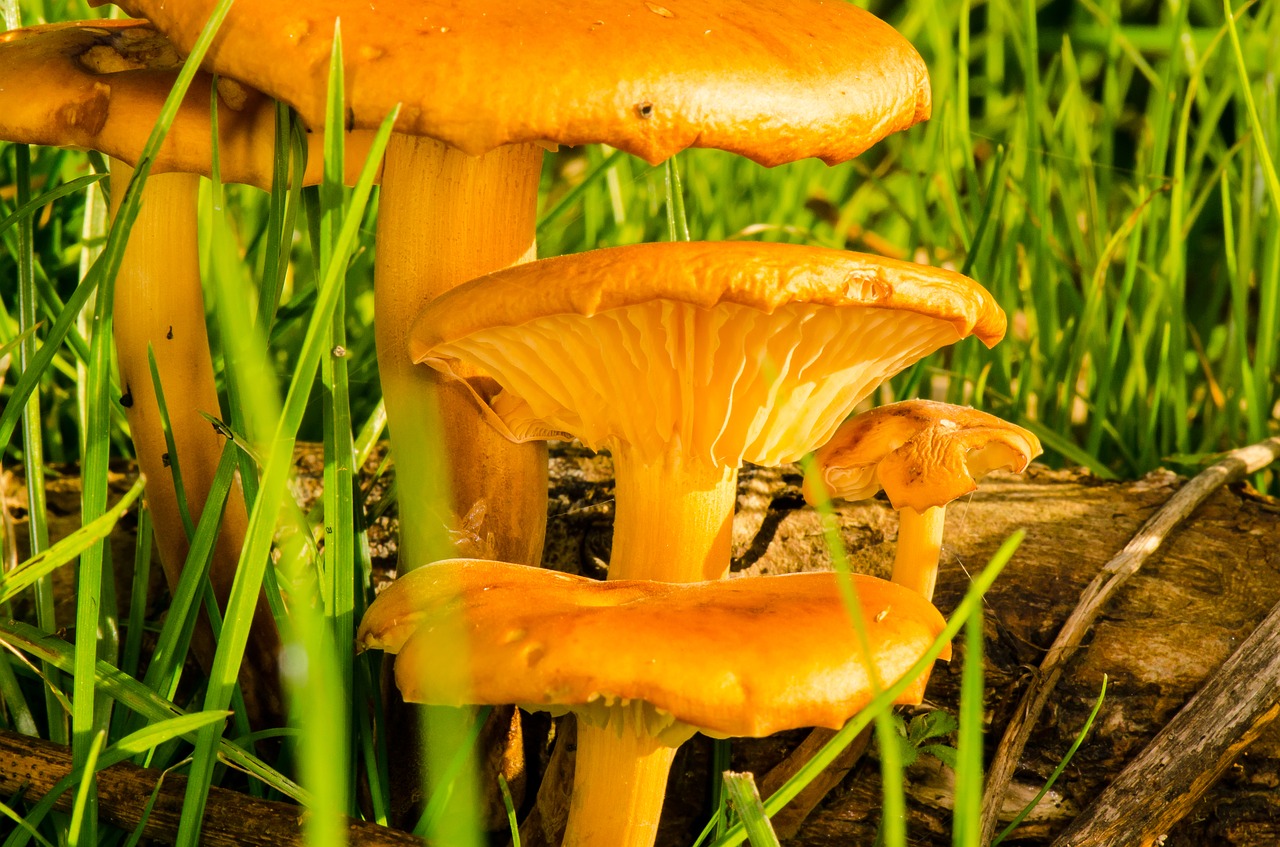 toadstool mushroom nature free photo