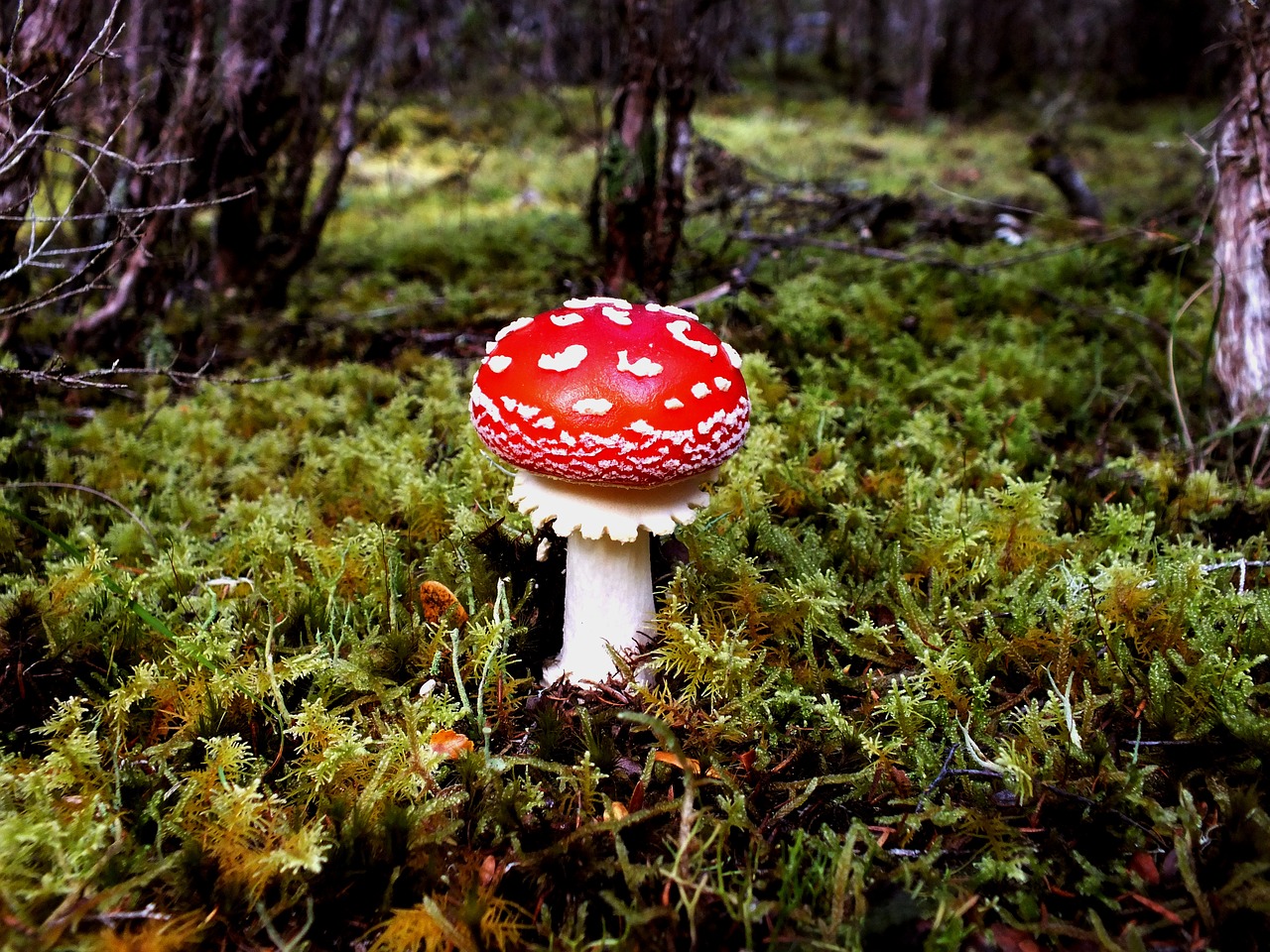 toadstool forest wild free photo