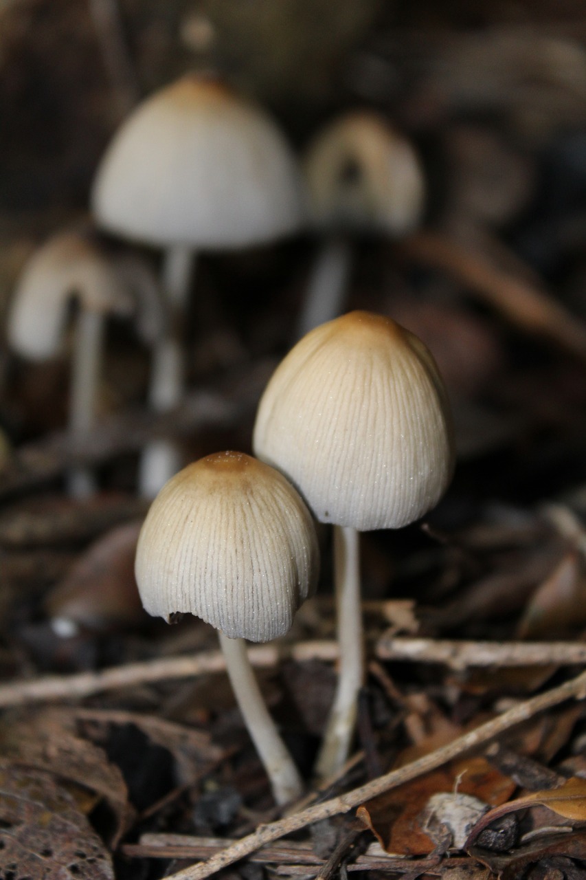 toadstool toadstools mushroom free photo