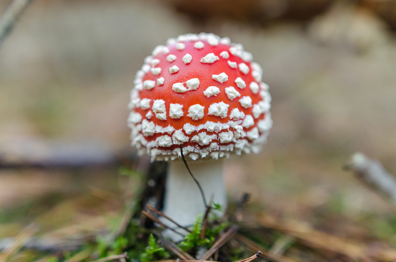 toadstool mushroom nature free photo