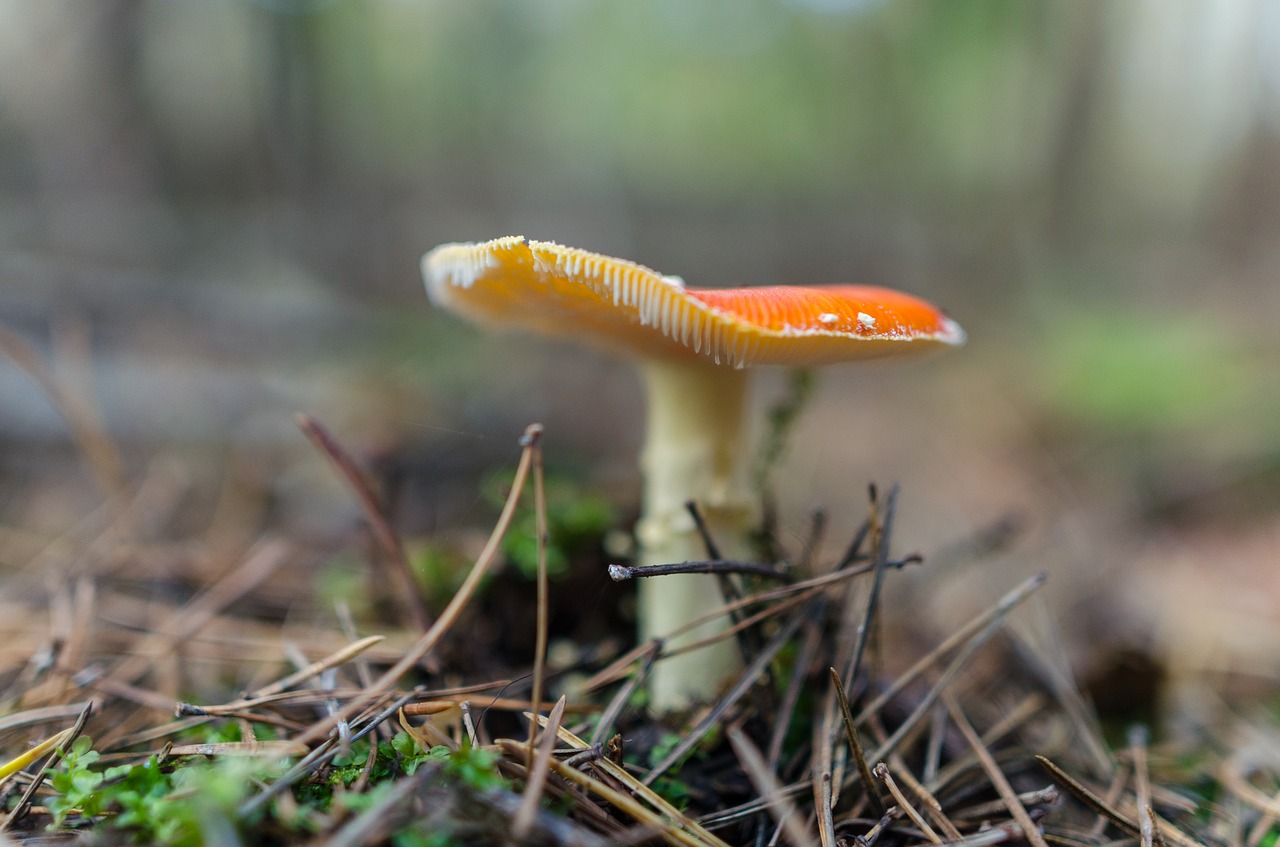 toadstool mushroom nature free photo