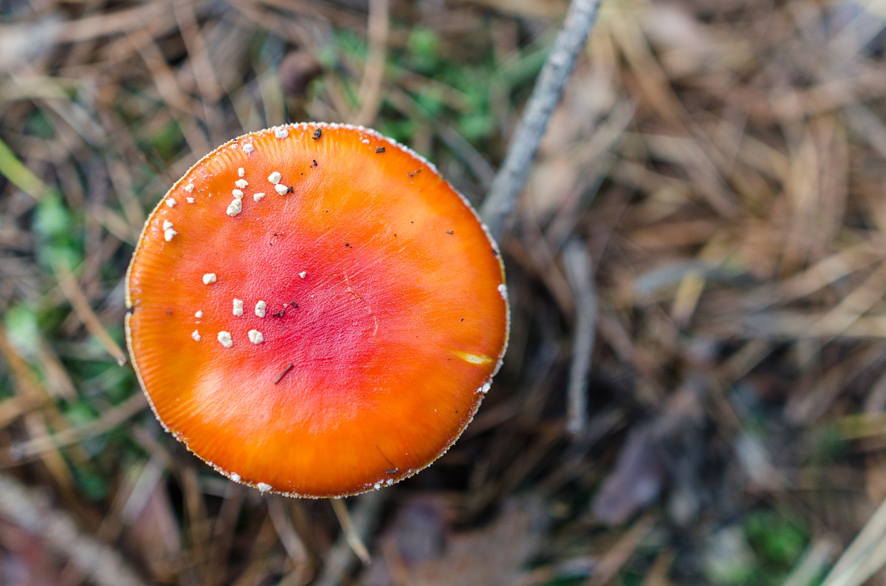 toadstool mushroom nature free photo