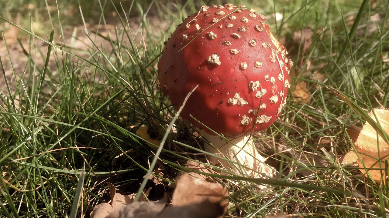 toadstool  red  mushroom free photo