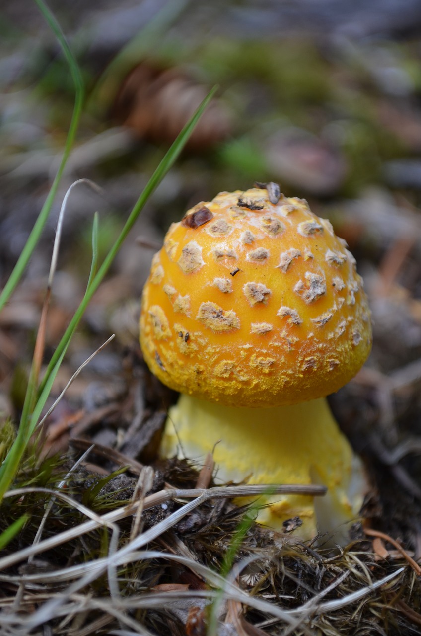 toadstool  yellow mushroom  orange cap free photo