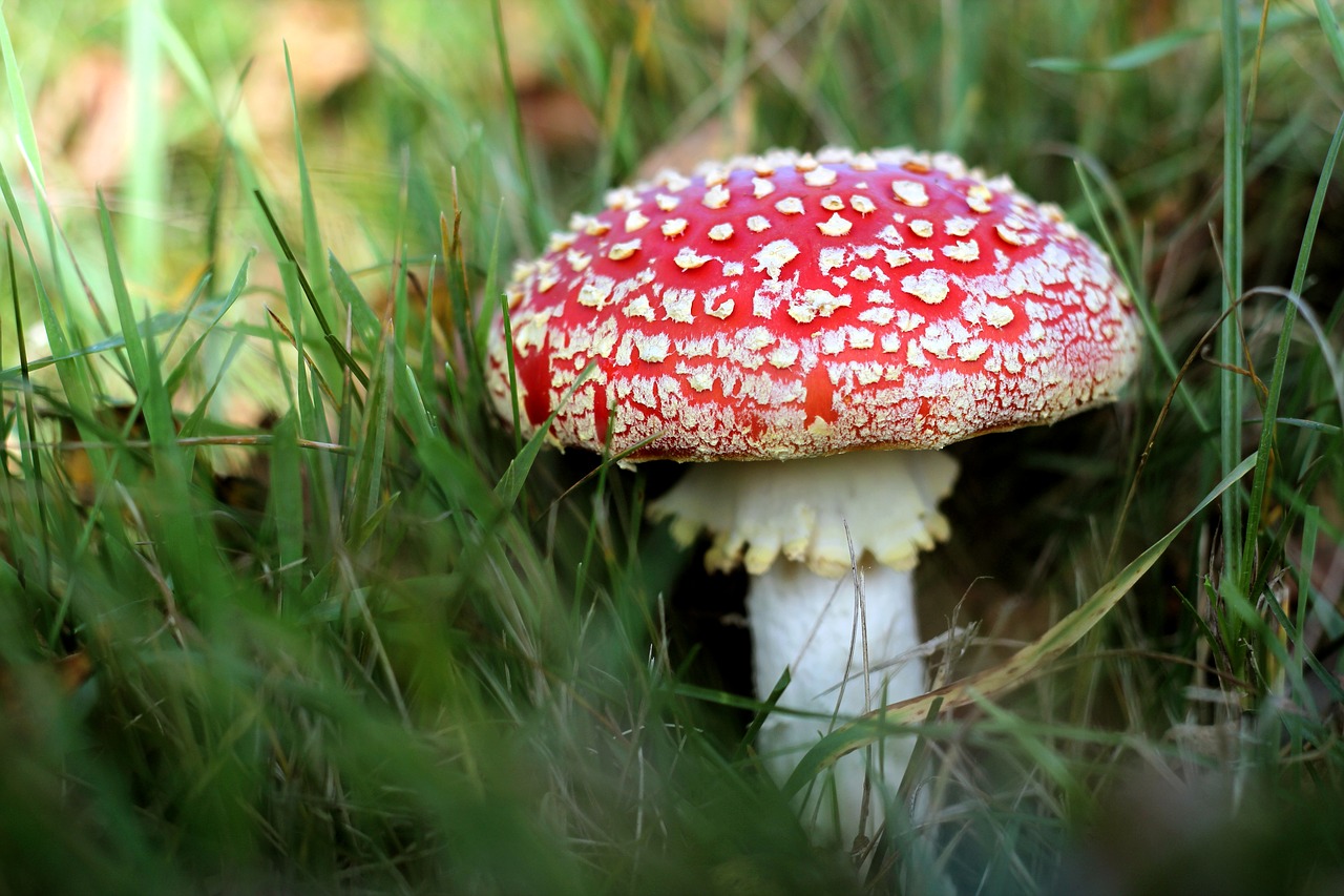 toadstool  fungus  grass free photo