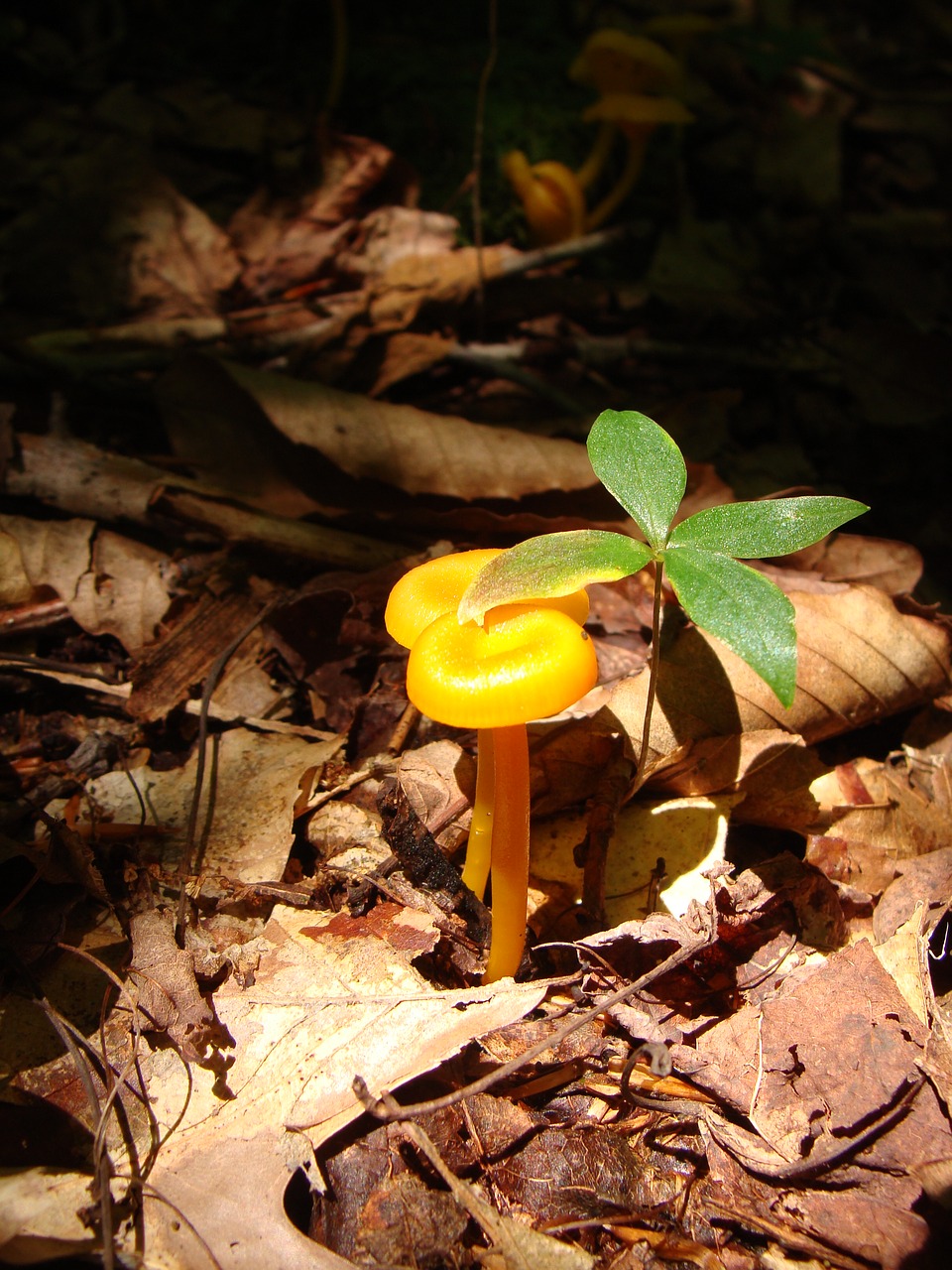 toadstool  mushroom  forest free photo