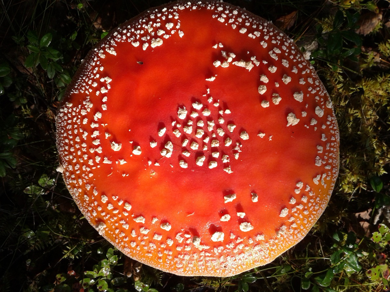 toadstool nature mushroom free photo