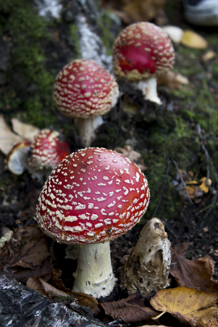 toadstool mushroom fungus free photo