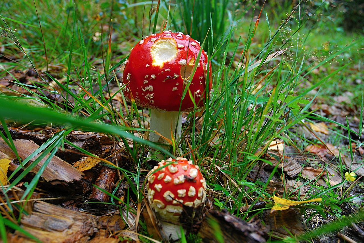 toadstool red toxic free photo