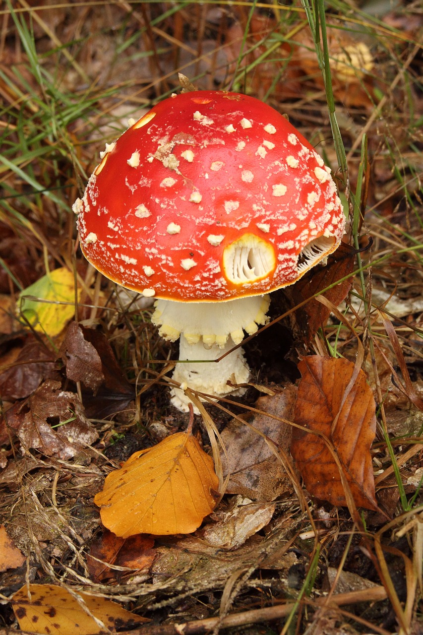 toadstool fungus poisonous free photo