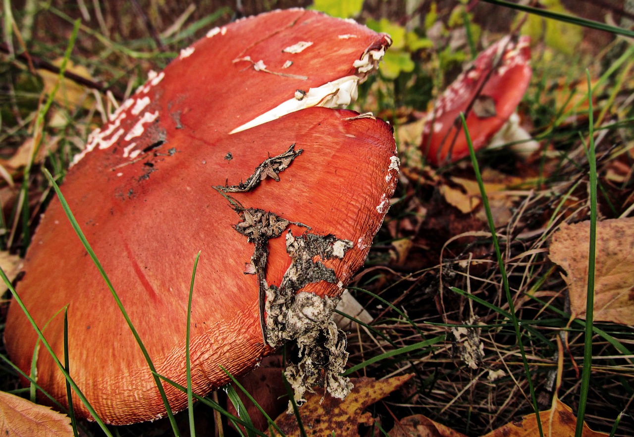toadstool mushroom autumn free photo