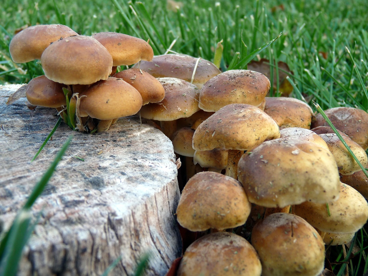 toadstool-mushroom mushrooms tree stump free photo