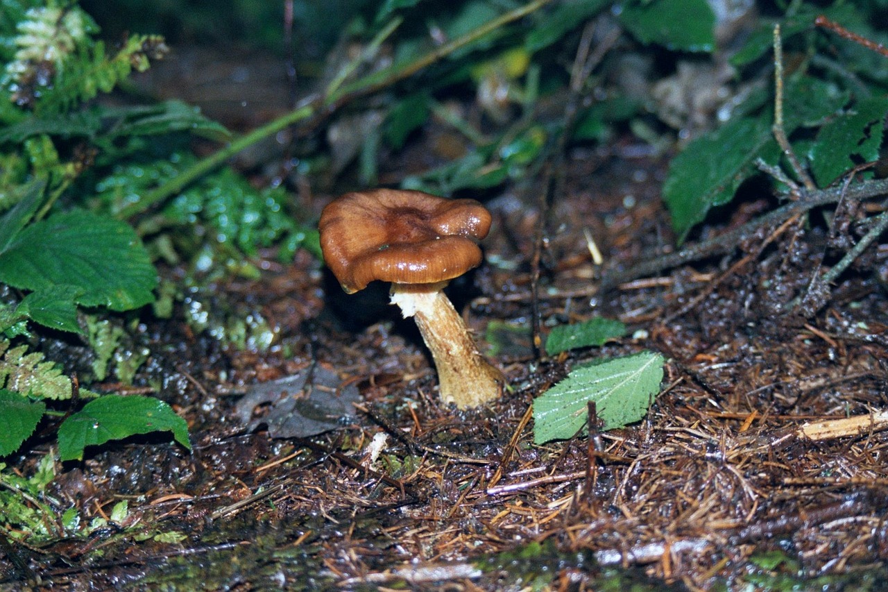 toadstools fungi mushroom free photo