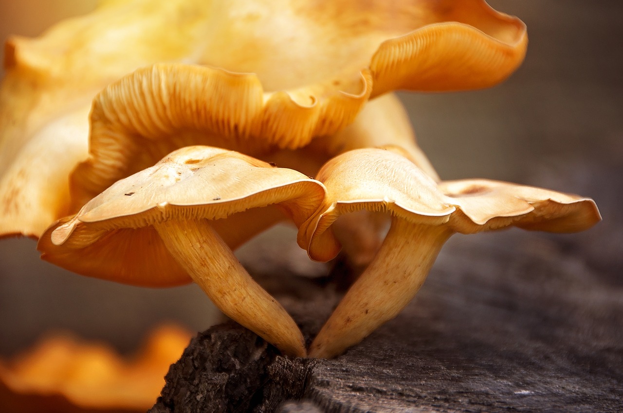 toadstools fungus mushroom free photo