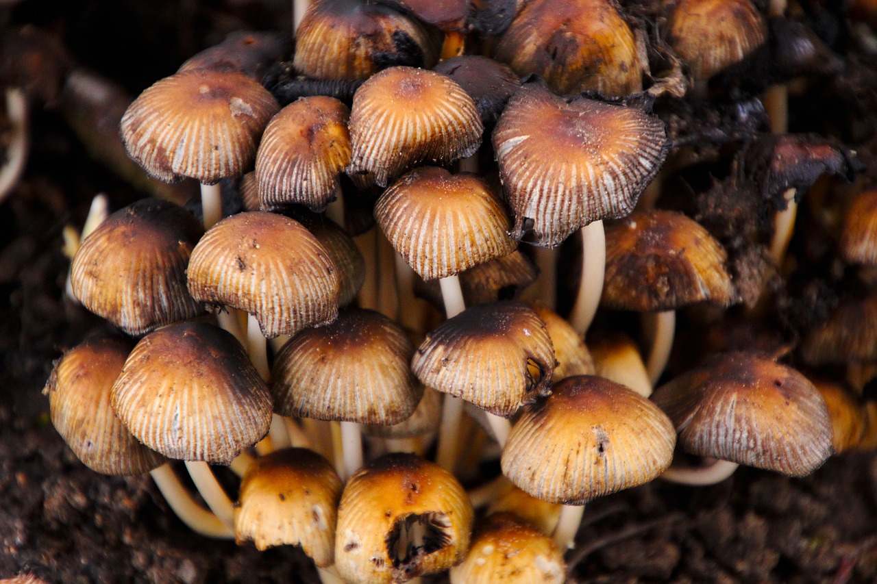 toadstools mushrooms nature free photo