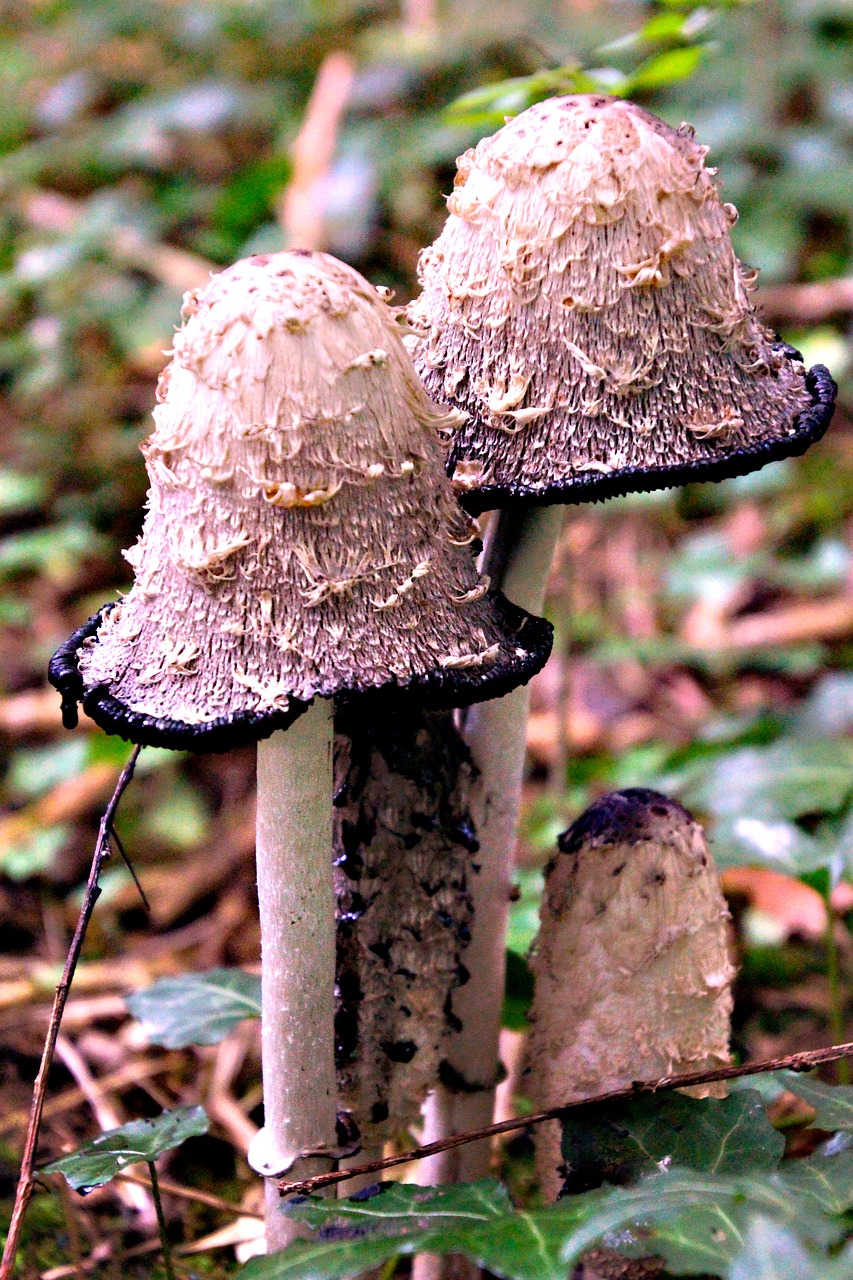 toadstools fungi mushroom free photo