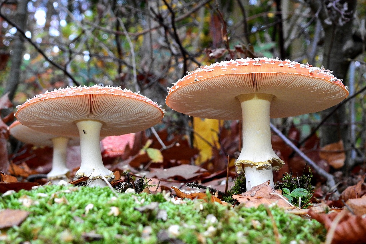 toadstools  mushrooms  forest free photo