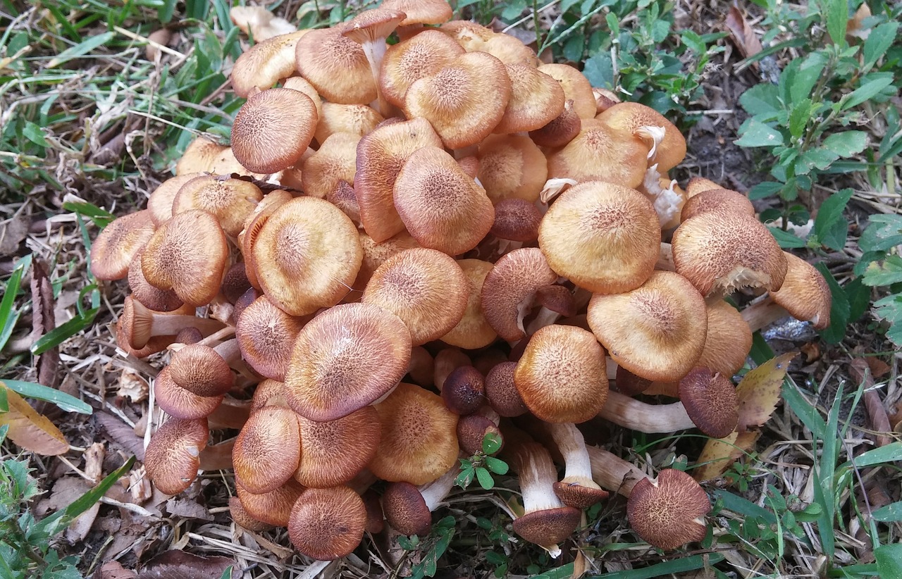 honey fungus fungus fungi free photo
