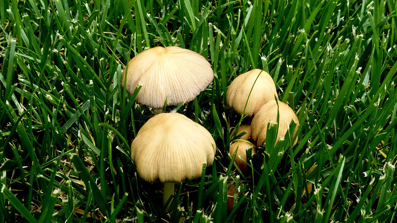 toadstools mushroom lawn free photo